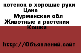 котенок в хорошие руки › Цена ­ 8 000 - Мурманская обл. Животные и растения » Кошки   
